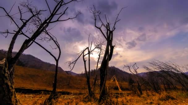 Czas upływa od drzewa śmierci i suchej żółtej trawy na górskim krajobrazie z chmurami i promieniami słońca. Poziomy ruch suwaka — Wideo stockowe