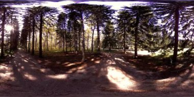 Bir şehir parkının UHD 4K 360 VR Sanal Gerçekliği. Sonbaharda ya da yaz gününde ağaçlar ve yeşil çimenler