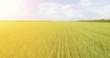 UHD 4k havadan görünümü. Düşük uçuş yeşil ve sarı buğday kırsal alanın üzerine