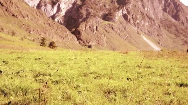 Senderismo hombre caminando en el prado de montaña verde con mochila. Verano deporte y recreación concepto . — Vídeo de stock