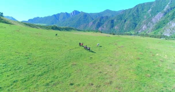 Vuelo sobre el rebaño de caballos salvajes en el prado. Primavera montañas naturaleza salvaje. Concepto de ecología de libertad. — Vídeo de stock