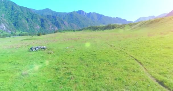 Vol au-dessus de chevaux sauvages troupeau sur prairie. Montagnes printanières nature sauvage. Liberté concept écologie. — Video