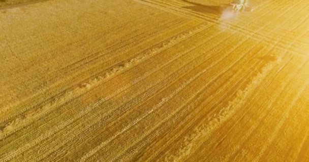 UHD 4K вид сверху. Низкий полет над комбайном собирает пшеницу на желтом сельском поле . — стоковое видео