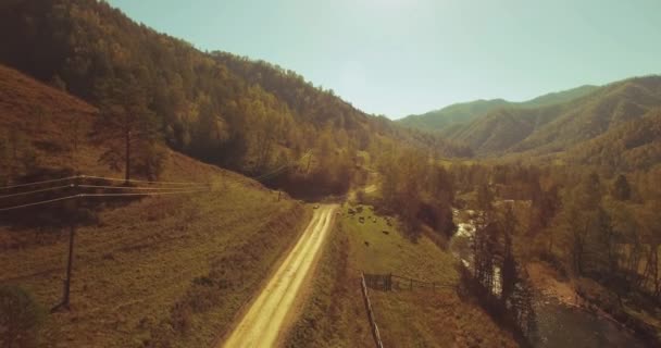 Vuelo en medio del aire sobre el río fresco de la montaña y el prado en la soleada mañana de verano. Camino de tierra rural abajo. Vacas y coche . — Vídeos de Stock