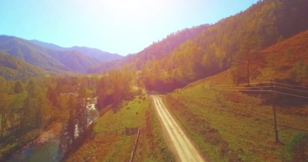 Vol en vol au-dessus d'une rivière de montagne fraîche et d'un pré au matin ensoleillé d'été. Chemin de terre rural en dessous. Vaches et voiture .