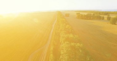 UHD 4k havadan görünümü. Yeşil ve sarı buğday kırsal alanın üzerine uçuş düşük ve satır ağacı