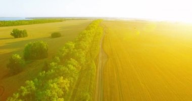 UHD 4k havadan görünümü. Yeşil ve sarı buğday kırsal alanın üzerine uçuş düşük ve satır ağacı
