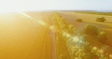 UHD 4k havadan görünümü. Yeşil ve sarı buğday kırsal alanın üzerine uçuş düşük ve satır ağacı