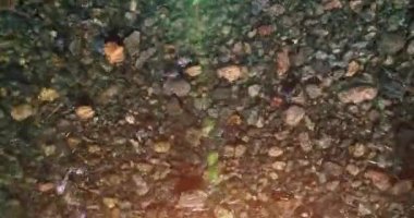 Güneşli yaz sabahında temiz ve taze bir dağ nehri üzerinde uçuşun ortasındayız. Üst görünüm ve yatay hareket