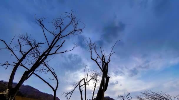 Zeitraffer von Todesbaum und trockenem, gelbem Gras in bergiger Landschaft mit Wolken und Sonnenstrahlen. Horizontale Schieberbewegung — Stockvideo