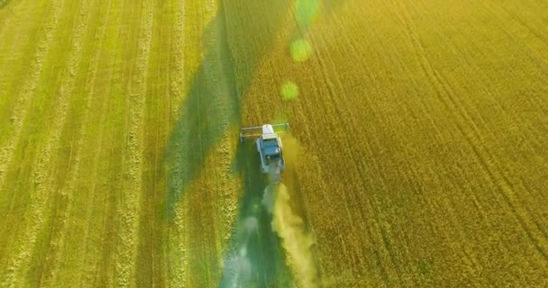 Widok z lotu ptaka UHD 4k. Niski Lot nad Kombajn zbożowy gromadzi pszenicy w żółtym polu obszarów wiejskich. — Wideo stockowe