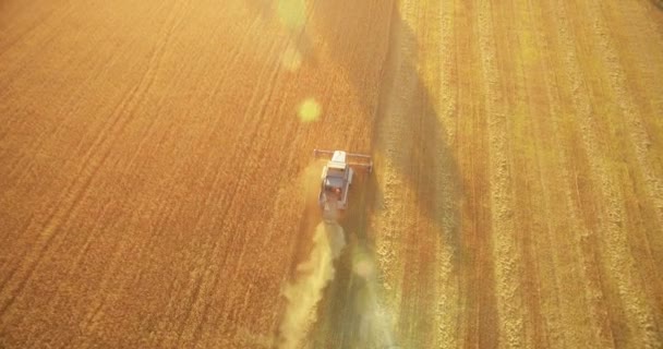 UHD 4k luchtfoto. Lage vlucht over combine harvester verzamelt de tarwe op geel landelijke veld. — Stockvideo