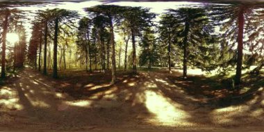 Bir şehir parkının UHD 4K 360 VR Sanal Gerçekliği. Sonbaharda ya da yaz gününde ağaçlar ve yeşil çimenler