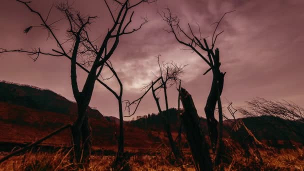 Time lapse of death tree and dry yellow grass at mountian landscape with clouds and sun rays. Mouvement horizontal du curseur — Video