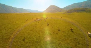 Güneşli yaz sabahında kayalarla birlikte taze, hızlı dağ nehri üzerinde alçak irtifa uçuşu..