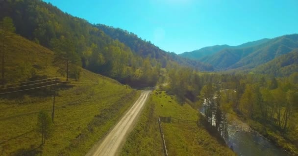 Vol à basse altitude au-dessus d'une rivière de montagne fraîche et rapide avec des rochers au soleil matin d'été. — Video