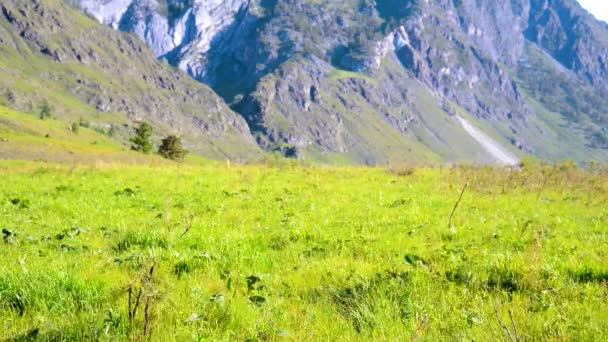 Vandring man gå på grönt berg äng med ryggsäck. Sommar sport och rekreation koncept. — Stockvideo