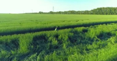 Kırsal yoldaki bir çim tarlasında bisiklet süren genç bir çocuğun hava manzarası. Güneş ışığı ve ışınlar.