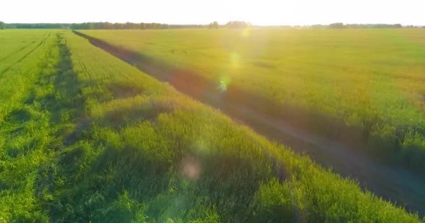 Vue aérienne sur le jeune garçon, qui monte à vélo à travers un champ d'herbe de blé sur la vieille route rurale. Lumière du soleil et rayons. — Video