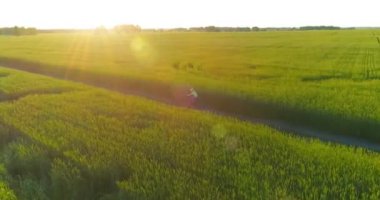 Kırsal yoldaki bir çim tarlasında bisiklet süren genç bir çocuğun hava manzarası. Güneş ışığı ve ışınlar.