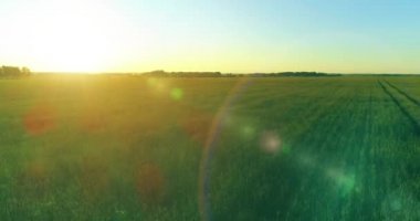 Yaz mevsiminde, sonsuz sarı manzaralı kırsal arazinin üzerinde alçak irtifa uçuşu. Ufuktaki güneş ışınları.