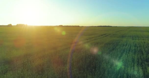Vol à basse altitude au-dessus d'un champ d'été rural avec un paysage jaune infini en soirée ensoleillée d'été. Rayons solaires à l'horizon.
