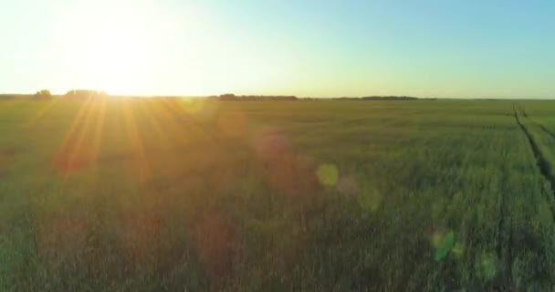 Vol à basse altitude au-dessus d'un champ d'été rural avec un paysage jaune infini en soirée ensoleillée d'été. Rayons solaires à l'horizon.