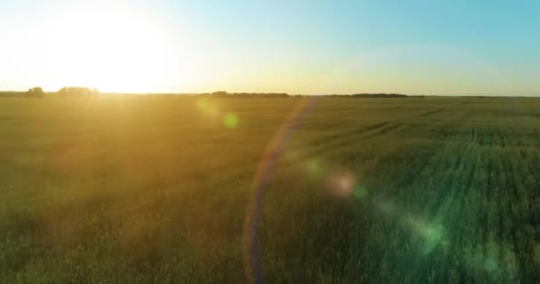 Lot na małej wysokości nad wiejskim polem letnim z niekończącym się żółtym krajobrazem w letni słoneczny wieczór. Promienie słoneczne na horyzoncie. — Wideo stockowe