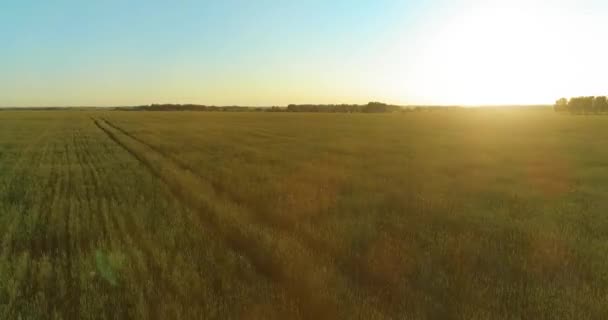 Vuelo de baja altitud sobre el campo de verano rural con un paisaje amarillo interminable en la tarde soleada de verano. Rayos de sol en el horizonte. — Vídeos de Stock