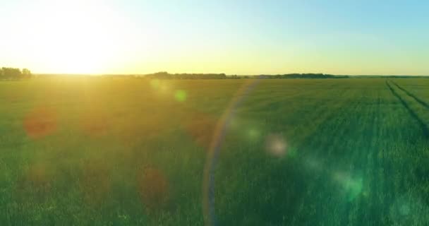 Vol à basse altitude au-dessus d'un champ d'été rural avec un paysage jaune infini en soirée ensoleillée d'été. Rayons solaires à l'horizon.