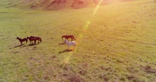 Vol orbital à basse altitude au-dessus d'un troupeau de chevaux sauvages dans un champ rural vert parfait — Video