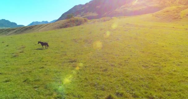 Volo sopra mandrie di cavalli selvatici sul prato. Primavera montagne natura selvaggia. Libertà concetto di ecologia. — Video Stock