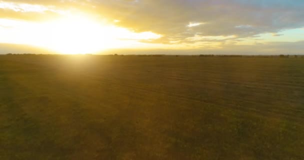 Volo sopra paesaggio rurale estivo con campo giallo infinito alla soleggiata sera d'estate. Terreni agricoli all'alba dell'autunno — Video Stock