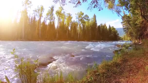 Meadow a hegyi folyóparton. Tájkép zöld fűvel, fenyőfákkal és napsugarakkal. Motoros tolókocsi mozgása. — Stock videók