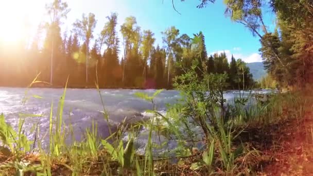 Pradera en la orilla del río de montaña. Paisaje con hierba verde, pinos y rayos de sol. Movimiento en la muñeca deslizante motorizada. — Vídeo de stock