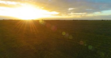 Güneşli yaz akşamında sonsuz sarı tarlaları olan kırsal kesimin üzerinde bir uçuş. Sonbahar gündoğumunda tarım arazisi