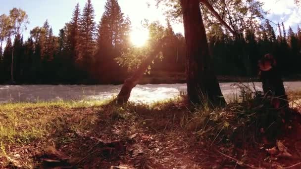 Meadow a hegyi folyóparton. Tájkép zöld fűvel, fenyőfákkal és napsugarakkal. Motoros tolókocsi mozgása. — Stock videók