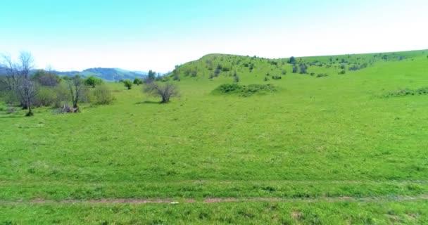 Volo sopra mandrie di cavalli selvatici sul prato di montagna. Montagne estive natura selvaggia. Libertà concetto di ecologia. — Video Stock