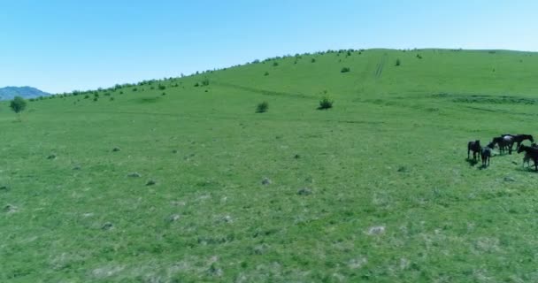 Vlucht over wilde paarden kudde op bergweide. Zomer bergen wilde natuur. Vrijheid ecologisch concept. — Stockvideo