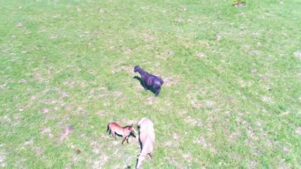 Vuelo sobre el rebaño de caballos salvajes en el prado de montaña. Verano montañas naturaleza salvaje. Concepto de ecología de libertad. — Vídeos de Stock