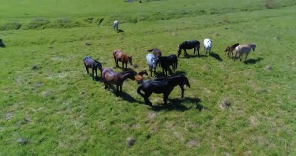 Repülés vad lovak csordája felett a hegyi réten. Nyári hegyek vad természet. Szabadság-ökológia. — Stock videók