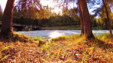 Dağ nehri kıyısındaki çayır. Yeşil çimlerle, çam ağaçlarıyla ve güneş ışınlarıyla kaplı bir manzara. Motorlu kaydırma kulesinde hareket.