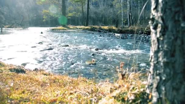 Dolly slider colpo di spruzzi d'acqua in un fiume di montagna vicino foresta. Rocce umide e raggi solari. Movimento orizzontale costante. — Video Stock