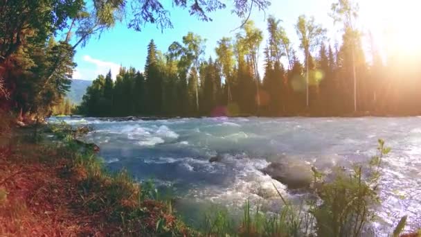 Prato sulla riva del fiume di montagna. Paesaggio con erba verde, pini e raggi del sole. Movimento su carrello scorrevole motorizzato. — Video Stock