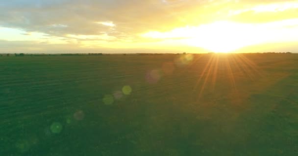 Flight above rural summer landscape with endless yellow field at sunny summer evening. Agricultural farmland at autumn sunrise — Stock Video