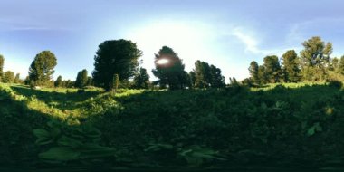 UHD 4K 360 VR yeşil dağ ormanı. Güneş ışığı ve gölge, çimen ve çam ağaçları.