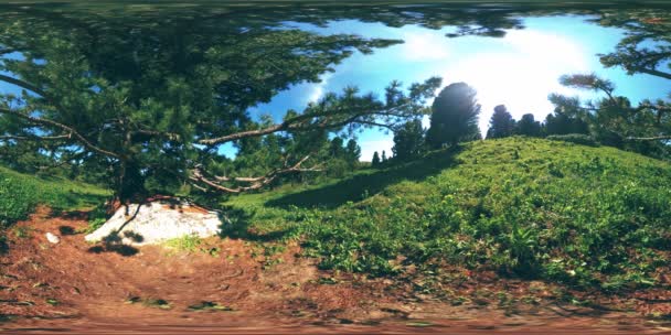 UHD 4K 360 VR de floresta de montanha verde. Raios solares e sombra, relva e pinheiros. — Vídeo de Stock