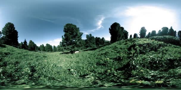 UHD 4K 360 VR di foresta verde di montagna. Raggi del sole e ombra, erba e pini. — Video Stock