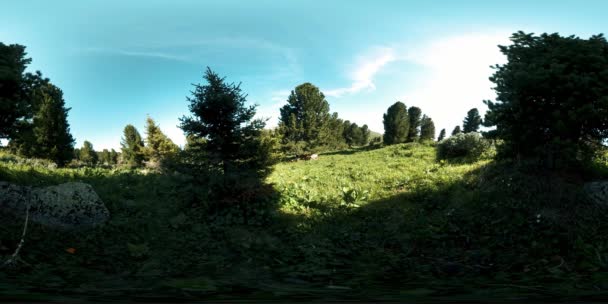 UHD 4K 360 VR av grön fjällskog. Solstrålar och skuggor, gräs och tallar. — Stockvideo