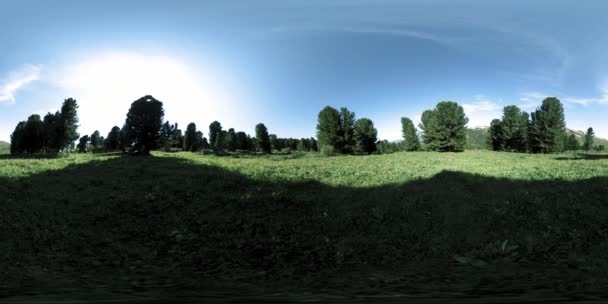 UHD 4K 360 VR καταπράσινο ορεινό δάσος. Ηλιαχτίδες και σκιές, γρασίδι και πεύκα. — Αρχείο Βίντεο